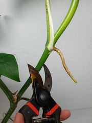 Monstera Aurea Stecklinge