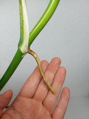 Monstera Aurea Stecklinge