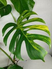 Monstera Aurea Stecklinge