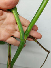 Monstera Aurea Stecklinge