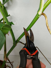 Monstera Aurea Stecklinge