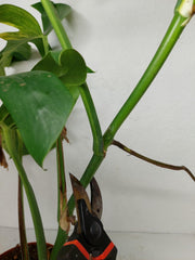 Monstera Aurea Stecklinge