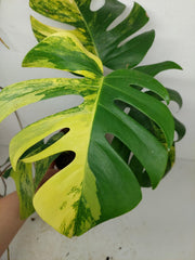 Monstera Aurea Stecklinge