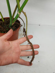 Monstera Aurea Stecklinge