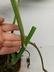 Monstera Aurea Stecklinge