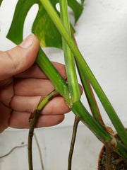 Monstera Aurea Stecklinge