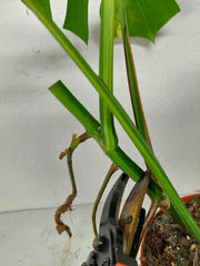 Monstera Aurea Stecklinge