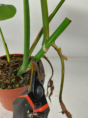 Monstera Aurea Stecklinge