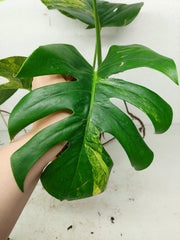 Monstera Aurea Stecklinge