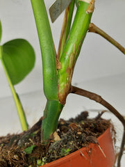 Monstera Aurea Stecklinge