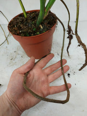 Monstera Aurea Stecklinge