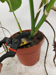 Monstera Aurea Stecklinge