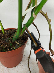 Monstera Aurea Stecklinge