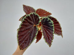 Begonia Darthvaderiana Green Spots