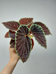 Begonia Darthvaderiana Green Spots