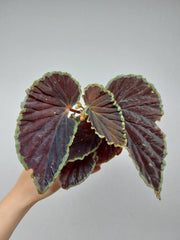 Begonia Darthvaderiana Green Spots