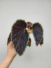 Begonia Darthvaderiana Green Spots