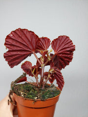 Begonia Darthvaderiana Green Spots