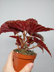 Begonia Darthvaderiana Green Spots