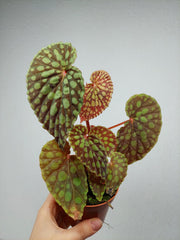 Begonia Chlorosticta