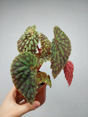 Begonia Chlorosticta