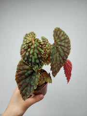 Begonia Chlorosticta