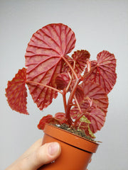 Begonia Chlorosticta