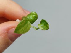 Anthurium Vittarifolium Aurea Seedling