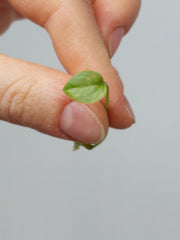 Anthurium Vittarifolium Aurea Seedling