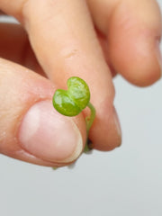 Anthurium Vittarifolium Aurea Seedling