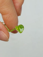 Anthurium Vittarifolium Aurea Seedling