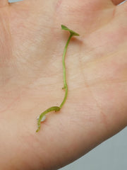 Anthurium Vittarifolium Aurea Seedling