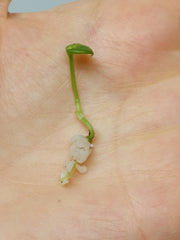 Anthurium Vittarifolium Aurea Seedling