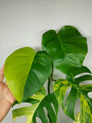 Monstera Aurea Stecklinge