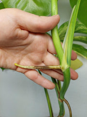 Monstera Aurea Stecklinge