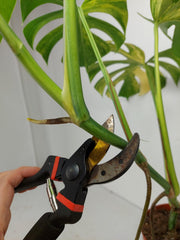 Monstera Aurea Stecklinge
