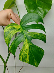 Monstera Aurea Stecklinge