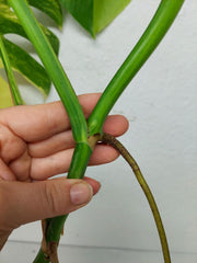 Monstera Aurea Stecklinge