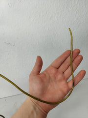 Monstera Aurea Stecklinge