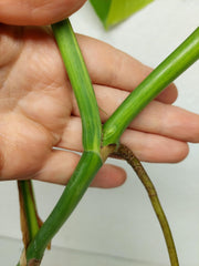 Monstera Aurea Stecklinge