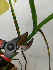 Monstera Aurea Stecklinge