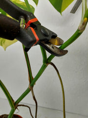 Monstera Aurea Stecklinge