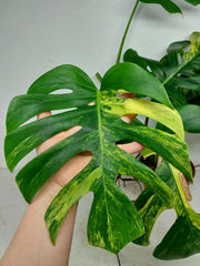 Monstera Aurea Stecklinge