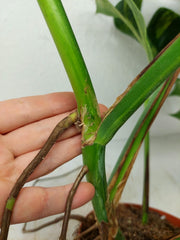 Monstera Aurea Stecklinge