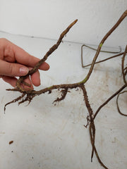 Monstera Aurea Stecklinge