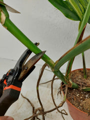 Monstera Aurea Stecklinge
