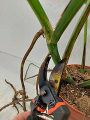 Monstera Aurea Stecklinge