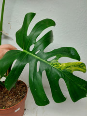 Monstera Aurea Stecklinge