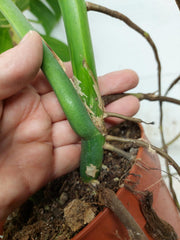 Monstera Aurea Stecklinge