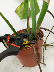 Monstera Aurea Stecklinge